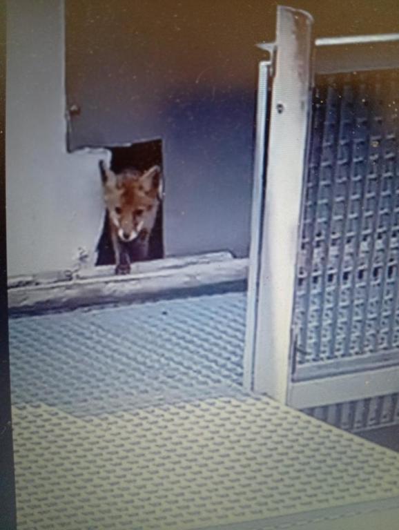 le renard à l'écluse